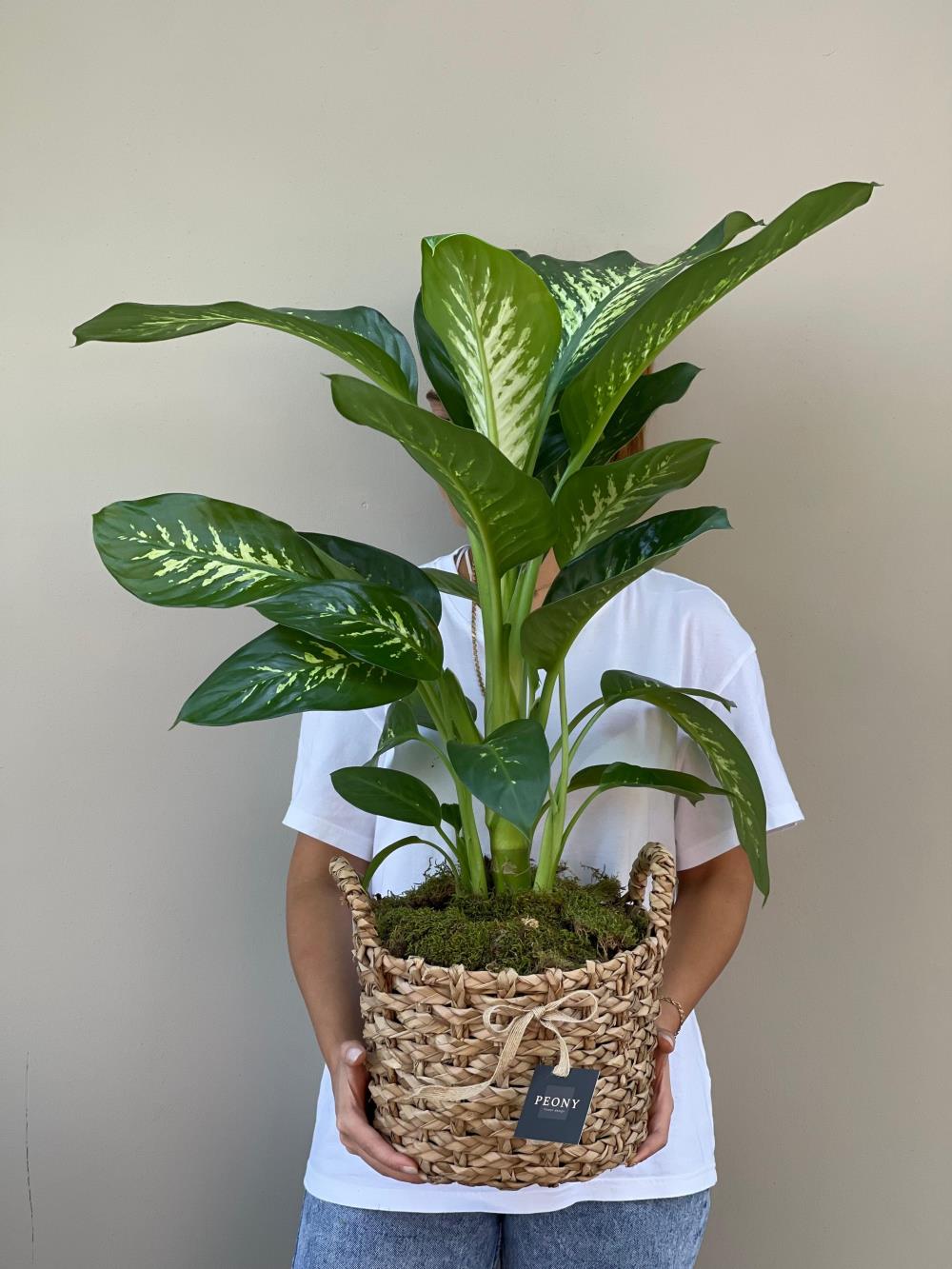 Difenbahya (Dieffenbachia Seguine) 